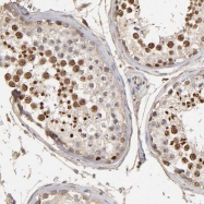 NBP1-86843 - VSIG4