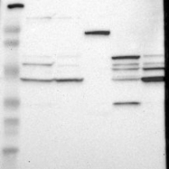 NBP1-86843 - VSIG4