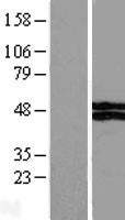 NBL1-17763 - VSIG4 Lysate