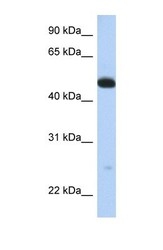 NBP1-54754 - WDR1 / NORI-1