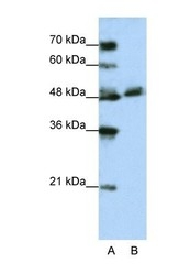 NBP1-54843 - WDR13