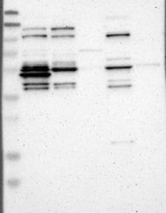 NBP1-85820 - WDR13