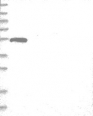 NBP1-81947 - WDR16 / WDRPUH
