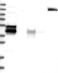 NBP1-81962 - WDR31