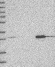 NBP1-83756 - WDR33
