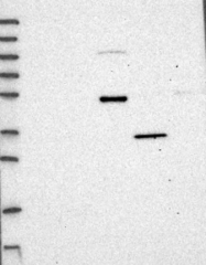 NBP1-88806 - WDR34