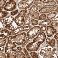 NBP1-92583 - WDR42A