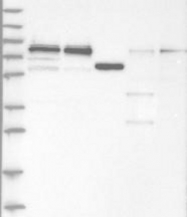 NBP1-92582 - WDR42A