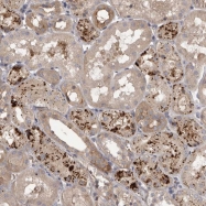 NBP1-81463 - WDR47