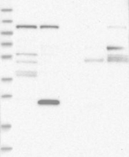 NBP1-81463 - WDR47