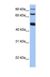 NBP1-70745 - WDR49