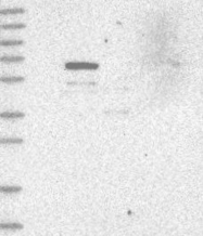 NBP1-83510 - WDR49