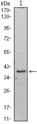 NBP1-51629 - WDR5 / BIG3