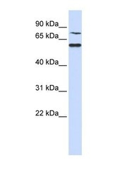 NBP1-56307 - WDR51B