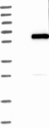 NBP1-92584 - WDR51B