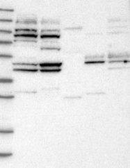 NBP1-82757 - WDR53