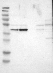 NBP1-82758 - WDR53