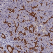 NBP1-92588 - WDR6