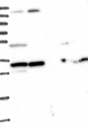 NBP1-80844 - WDR61