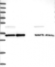 NBP1-80845 - WDR61