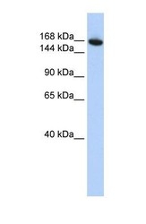 NBP1-57575 - WDR66