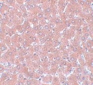 NBP1-77140 - WDR74