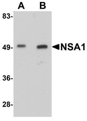NBP1-77140 - WDR74