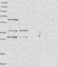 NBP1-92594 - WDR92 / Monad