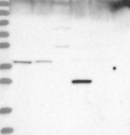 NBP1-92595 - WDR92 / Monad