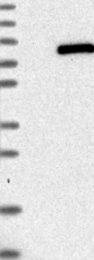 NBP1-89235 - WDTC1