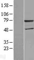 NBL1-17839 - WDTC1 Lysate