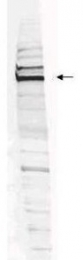 NBP1-77987 - ATPase WRNIP1