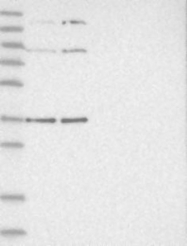 NBP1-90030 - ATPase WRNIP1