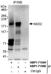 NBP1-71850 - WHSC1