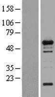 NBL1-17852 - WIPF1 Lysate