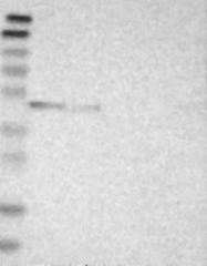 NBP1-88878 - WIPI-1
