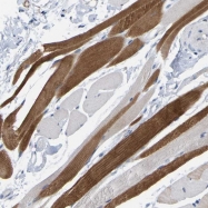 NBP1-88879 - WIPI-2