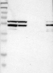 NBP1-88879 - WIPI-2