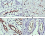 NBP1-47541 - WNT10B