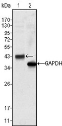 NBP1-47541 - WNT10B