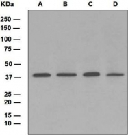 NBP1-95788 - WNT16