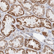 NBP1-86854 - WNT4