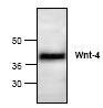 NBP1-45930 - WNT4