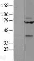 NBL1-17880 - WNT9A Lysate