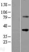 NBL1-17881 - WNT9B Lysate