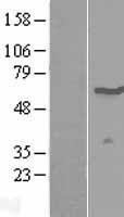 NBL1-17885 - WSCD1 Lysate