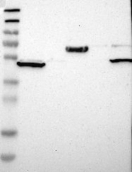 NBP1-93622 - WSCD2