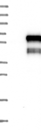 NBP1-83040 - WTAP