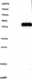 NBP1-83041 - WTAP