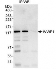NBP1-49713 - WWP1